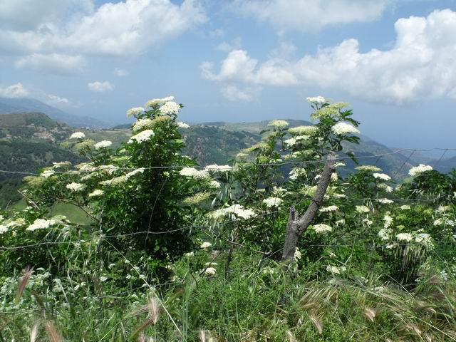 da determinare - Sambucus sp.